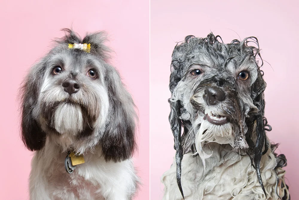 ©SophieGamand-WetDog-Wanda-web.jpg