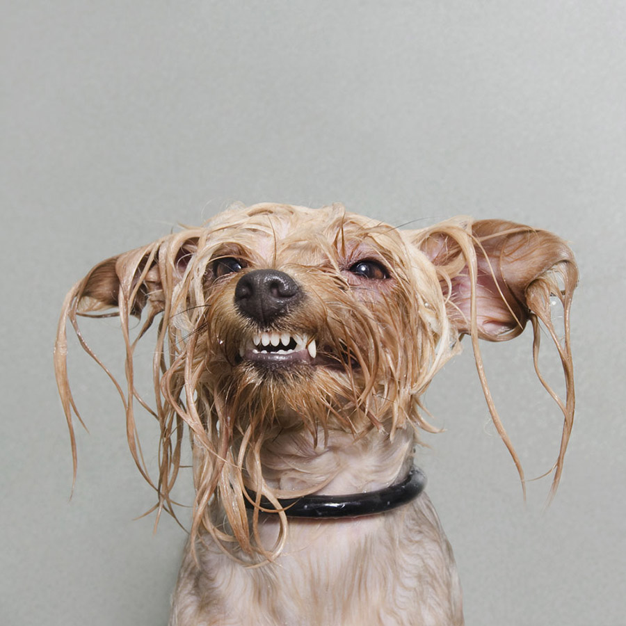 Wet Dog — Sophie Gamand