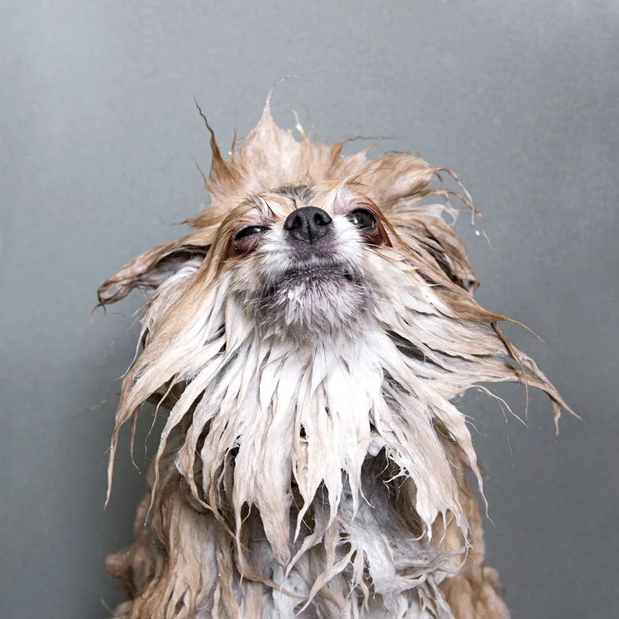 Wet Dog With Long Hair Wet Curly Haired Dog Having A Bath Stock