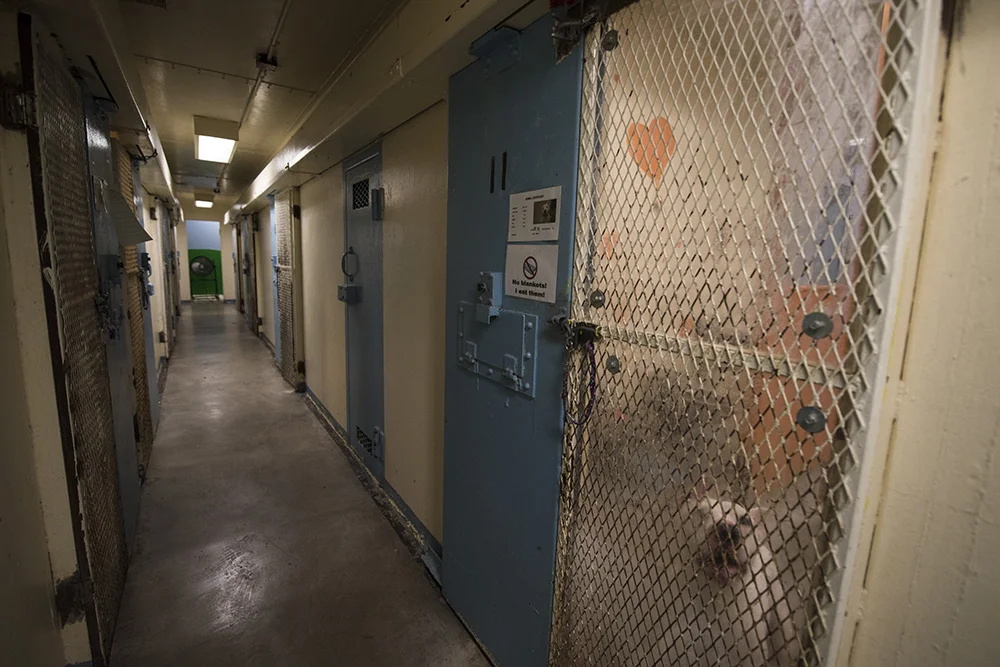 Jail cells have been reconverted into animal kennels.