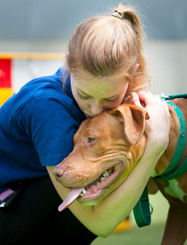 Francis the day before he was euthanized, for looking like a pit bull. Photo: Lauren Hurley.
