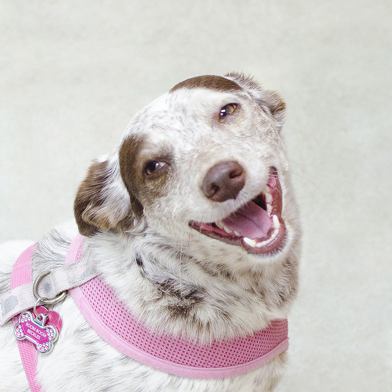 Boom Boom Beckles (RIP), the inspiration behind The Sato Project and this rescue mission.