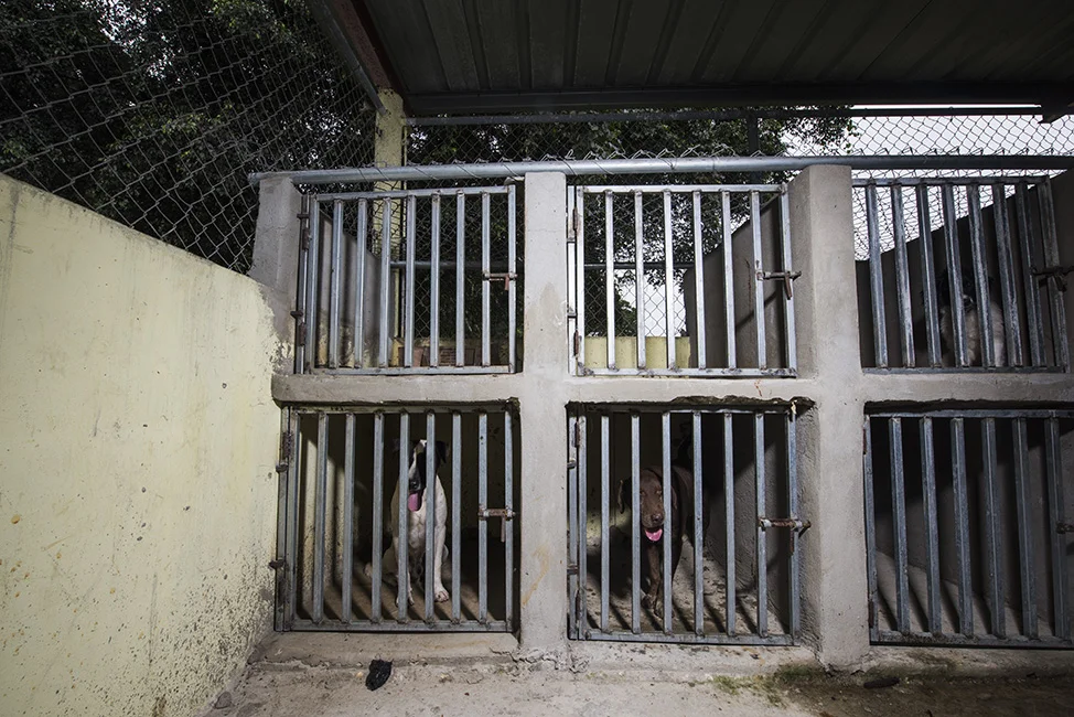 One side of the intake area: concrete cages. The bottom cages don't have access to natural light or fresh air. The top ones are used for puppies and litters.