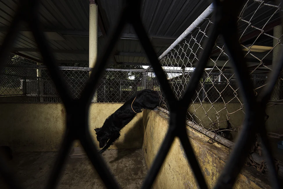 A dog jumps through a hole in the fence. his leg got stuck briefly in the wire.