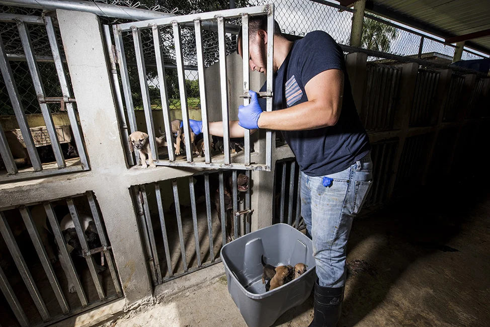 Puppies being transferred into a bucket.