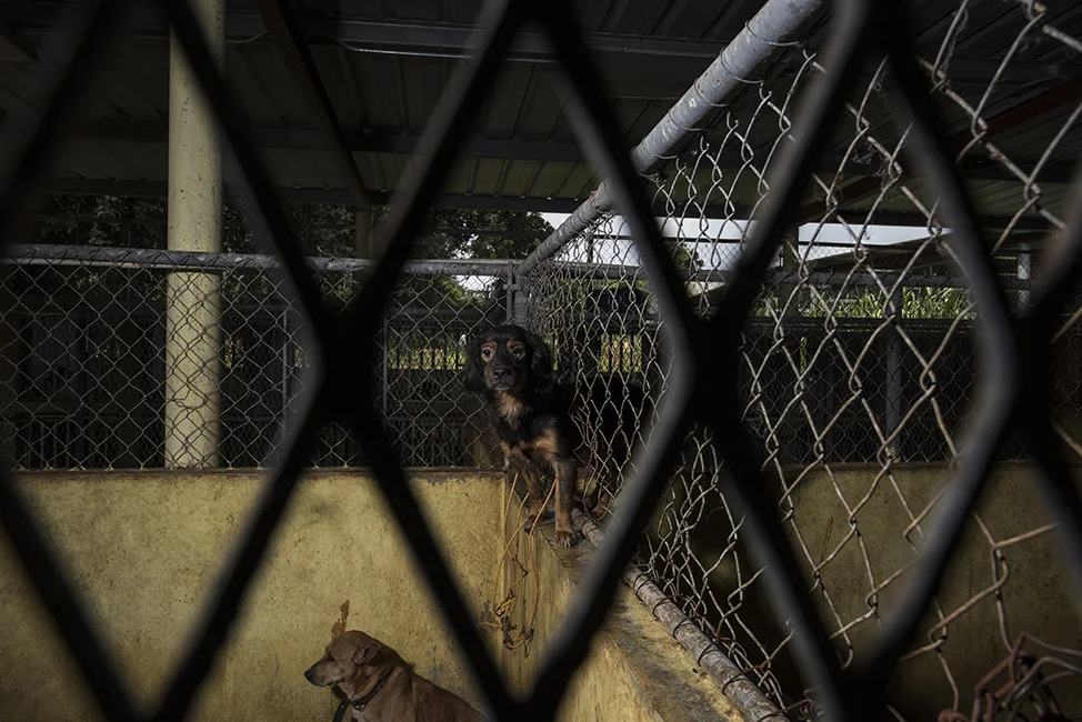 A dog sits between two kennels, through the hole in the fence that separates them.