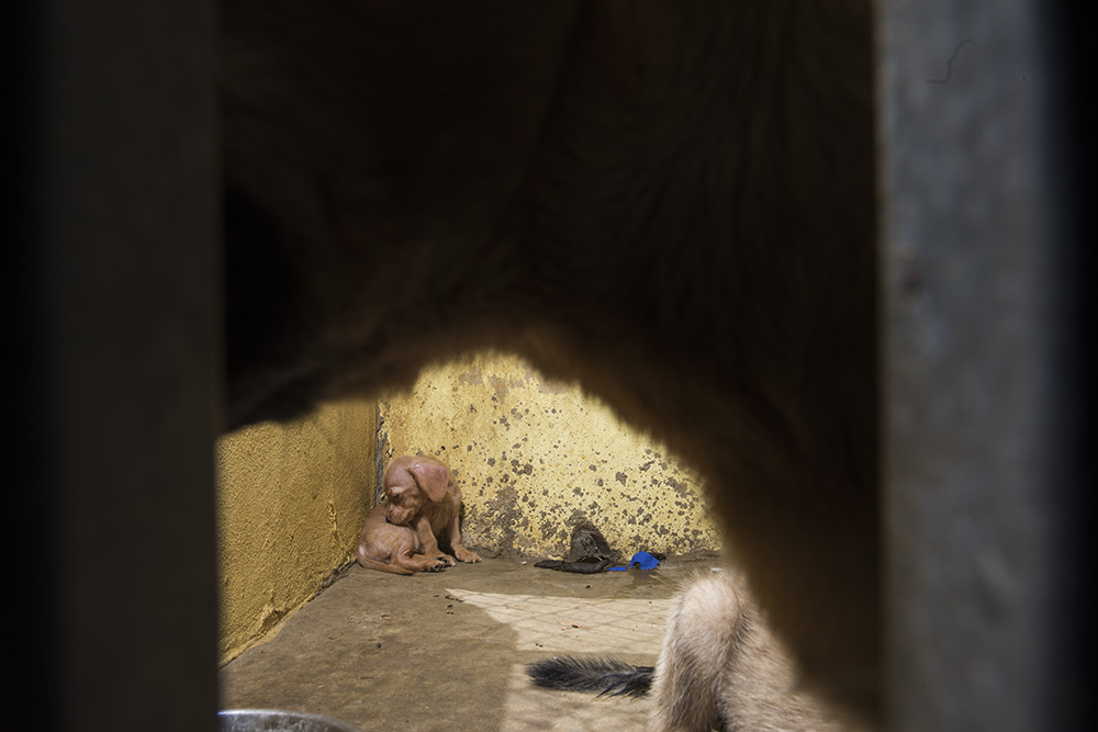 Bugsy (rescued) trying to find comfort in her uncomfortable cell.