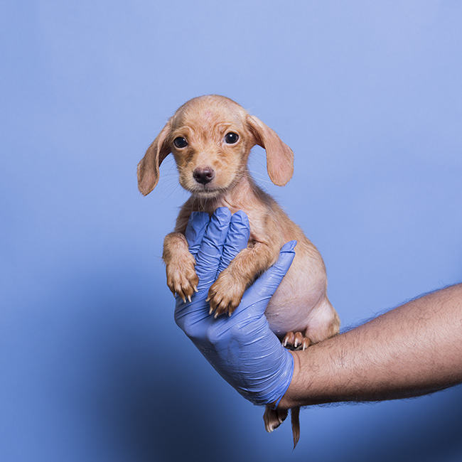 Bugsy safe! She turned out to be a happy-go-lucky girl, and is now learning to trust humans.