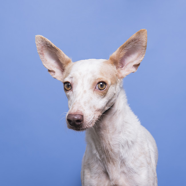 Bambi, safe with The Sato Project! She was scheduled for euthanasia for being too shy and returned twice by adopters.