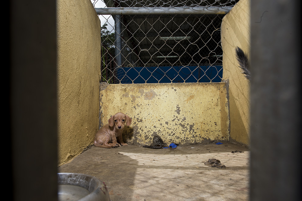 Bugsy in her kennel. She was housed with 3 other puppies and seemed shut down.