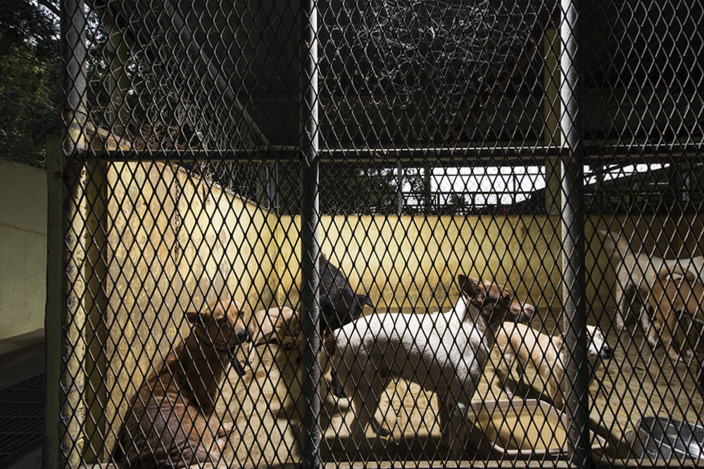A busy intake kennel.