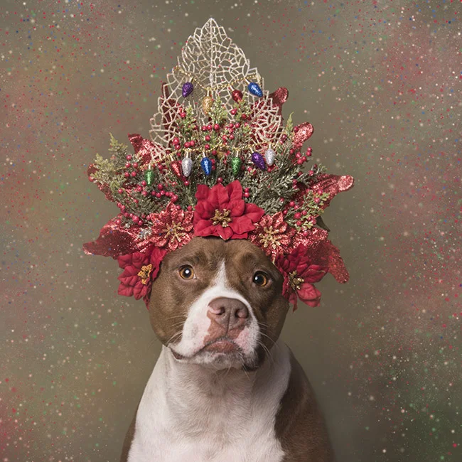 Chloe-Xmas.jpg