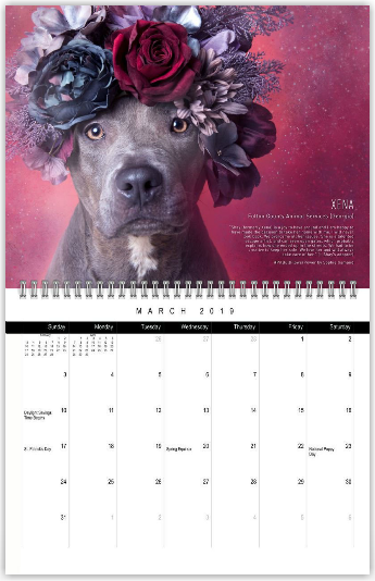 MARCH, Xena Fulton County Animal Services