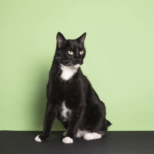 Harrison-cat-01.jpg