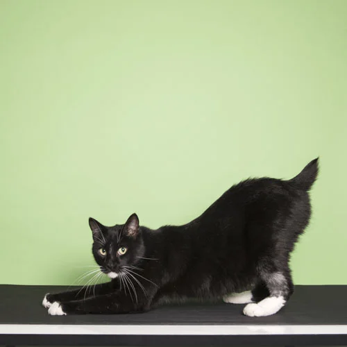Harrison-cat-03.jpg