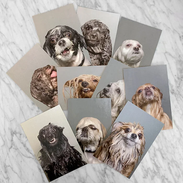 WET DOG, Set of 10 premium postcards