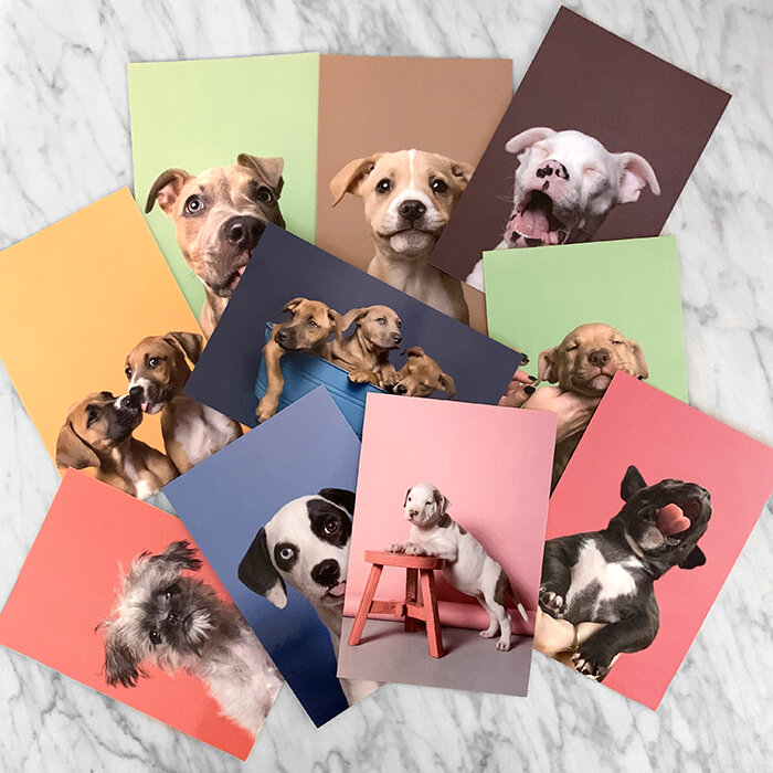 Set of 10 premium postcards, Puppy drama