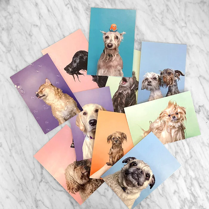 WET DOG color, Set of 10 premium postcards