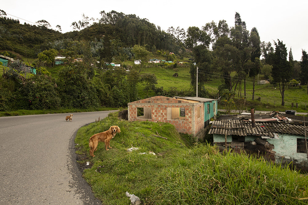 Dogs on the side of the road. They belong to a local breeder.