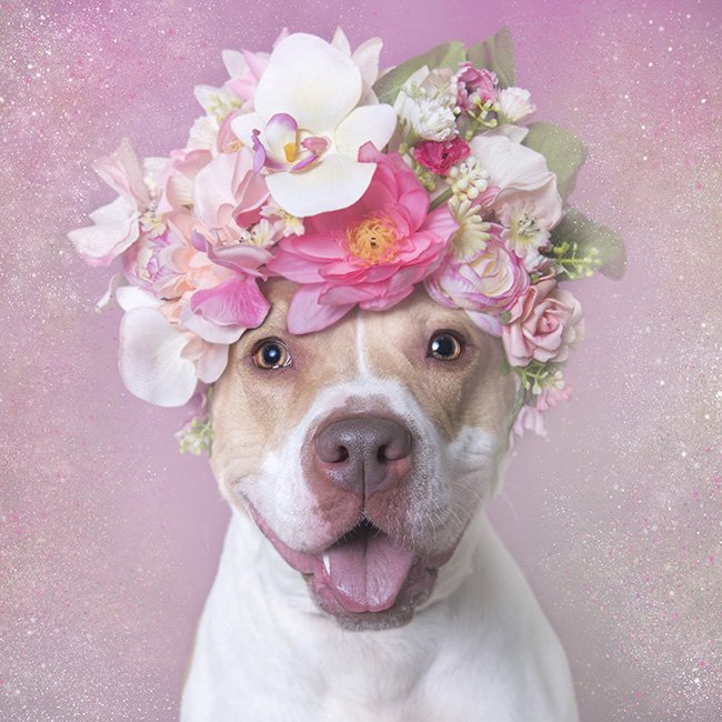 PIT BULL FLOWER POWER