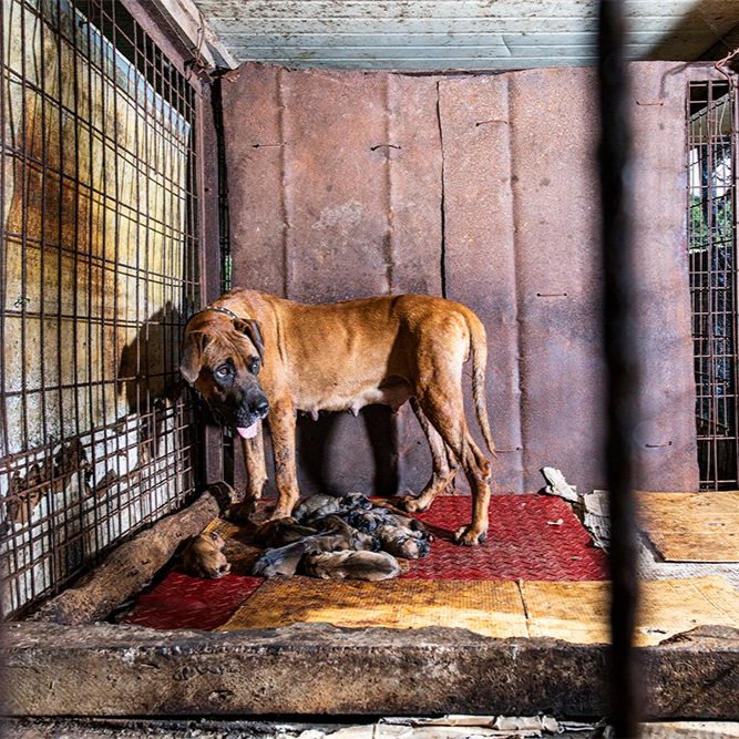 DOG MEAT FARM, SOUTH KOREA (2019)