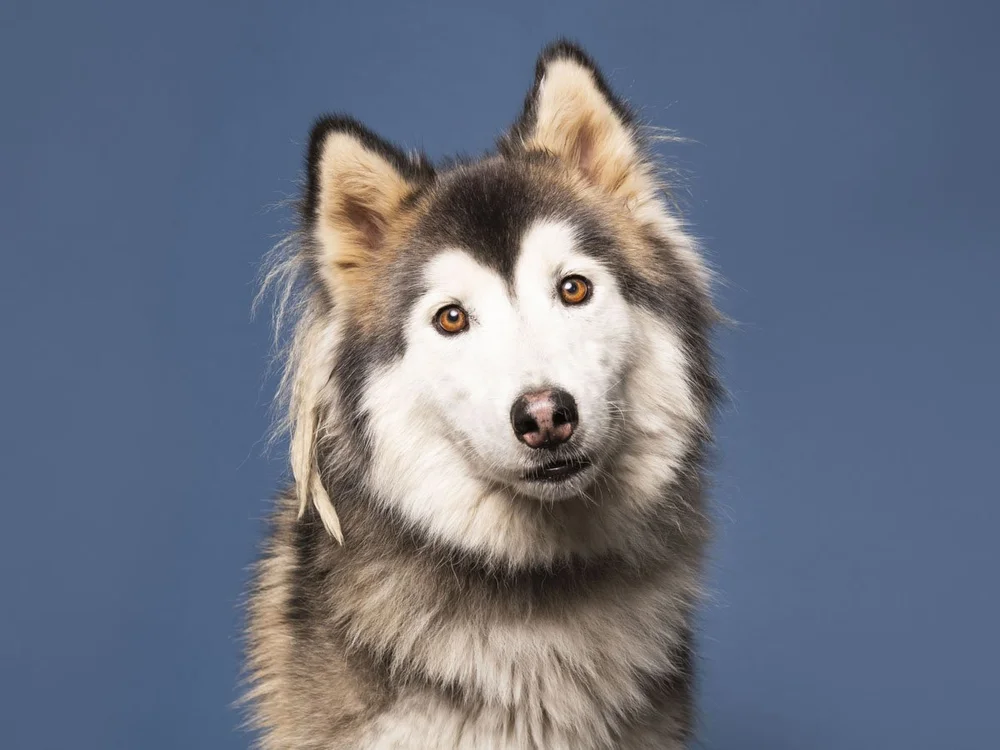 A2002353 Buttons 01.jpg