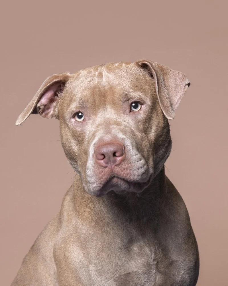 TigerLily_PetSpace_DSC_5961_L4x5.jpg