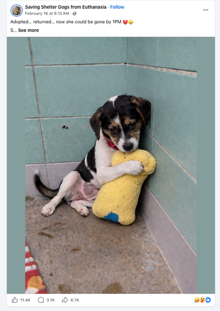 ON THE RISE: AI SCAMS INVOLVING SHELTER DOGS OR LOST PETS