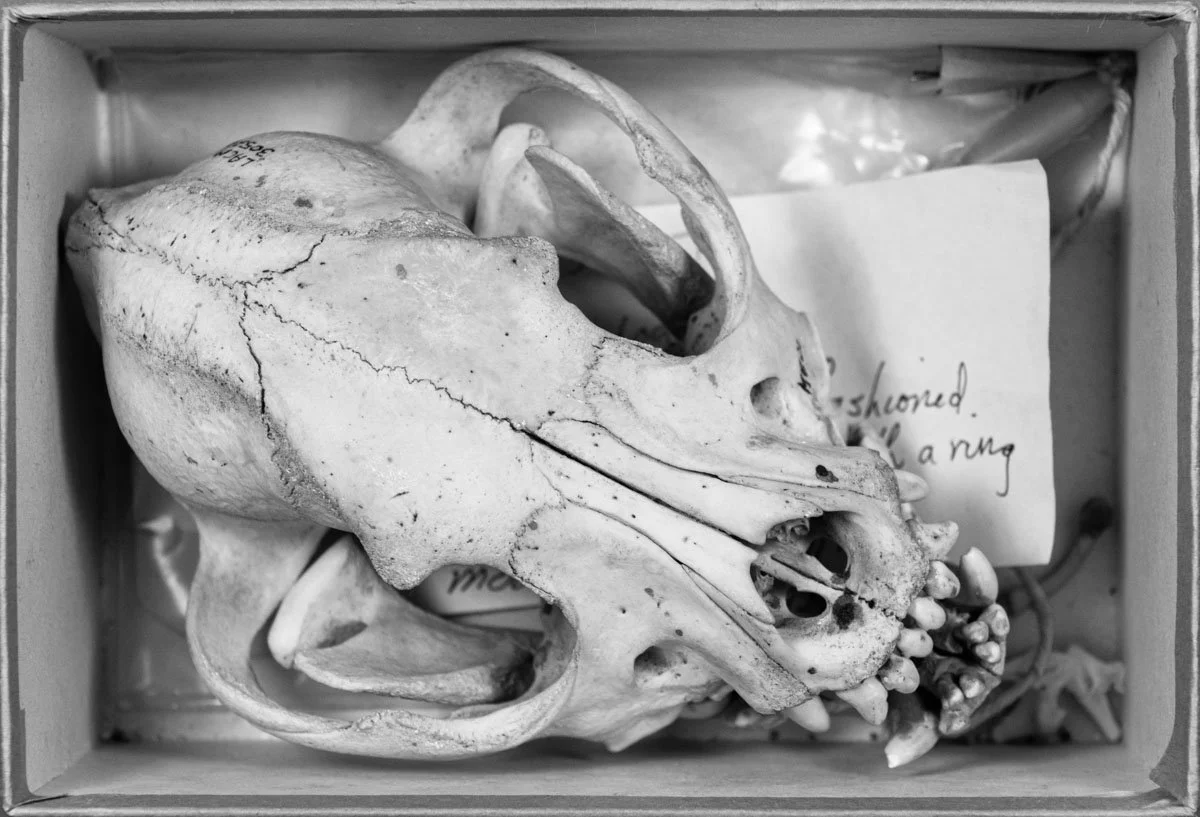 STORED AWAY / THE BOXED DOGS