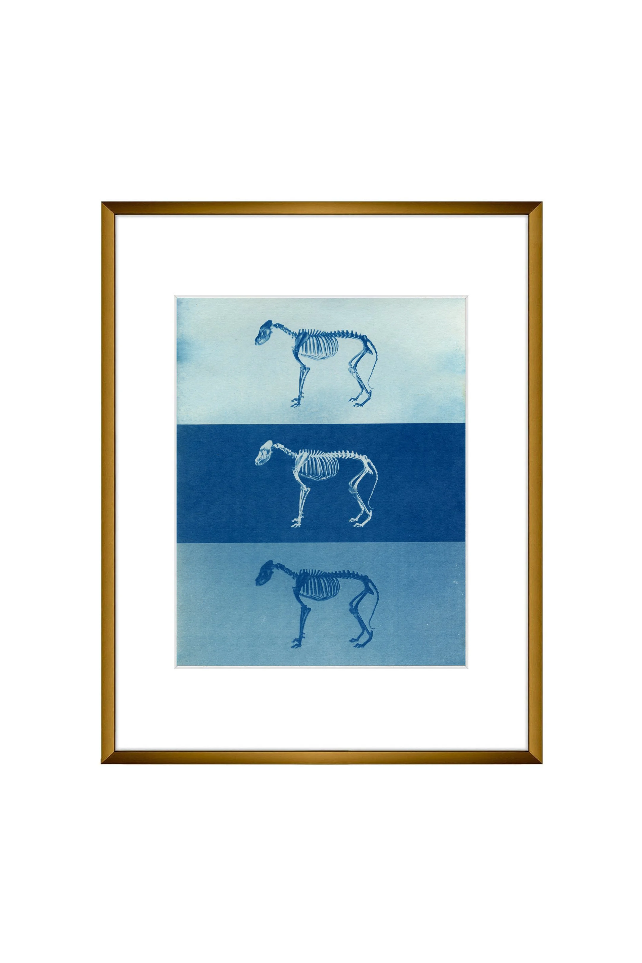Original cyanotype, Skeleton 01