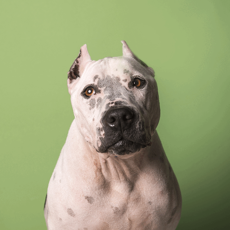 Dog breeds online with cropped ears