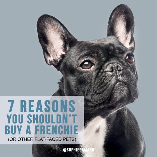 7 reasons you shouldn't buy a Frenchie — Sophie Gamand