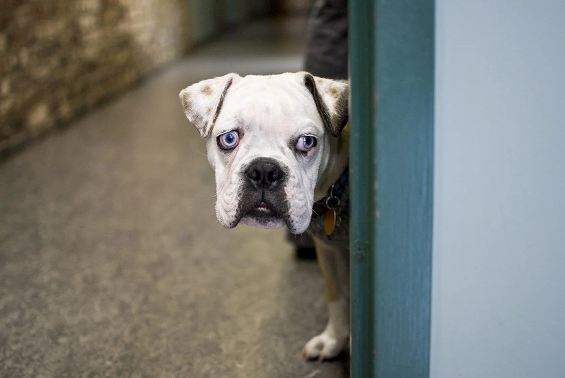AT THE VET (2012)