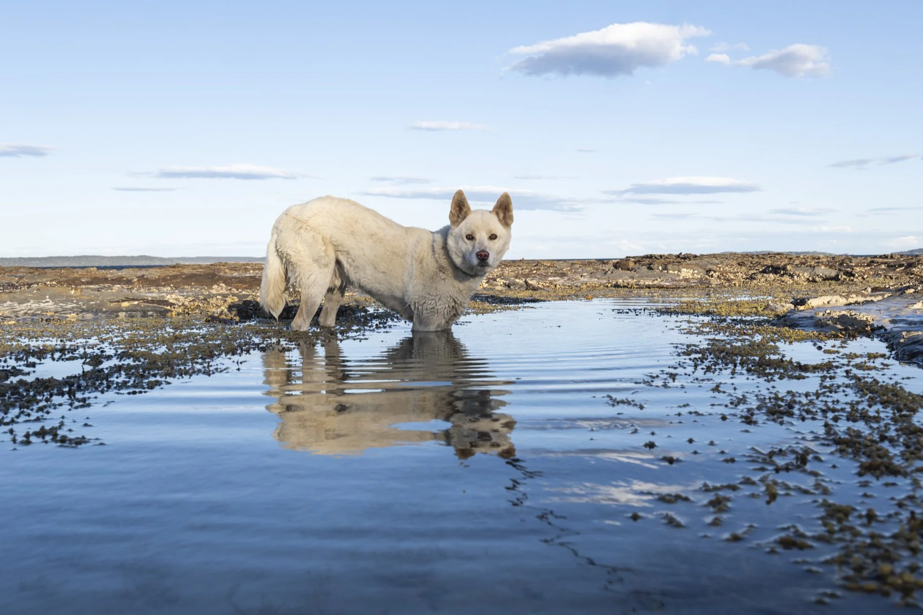 FIRE AND TIME, AUSTRALIA (DINGOES)
