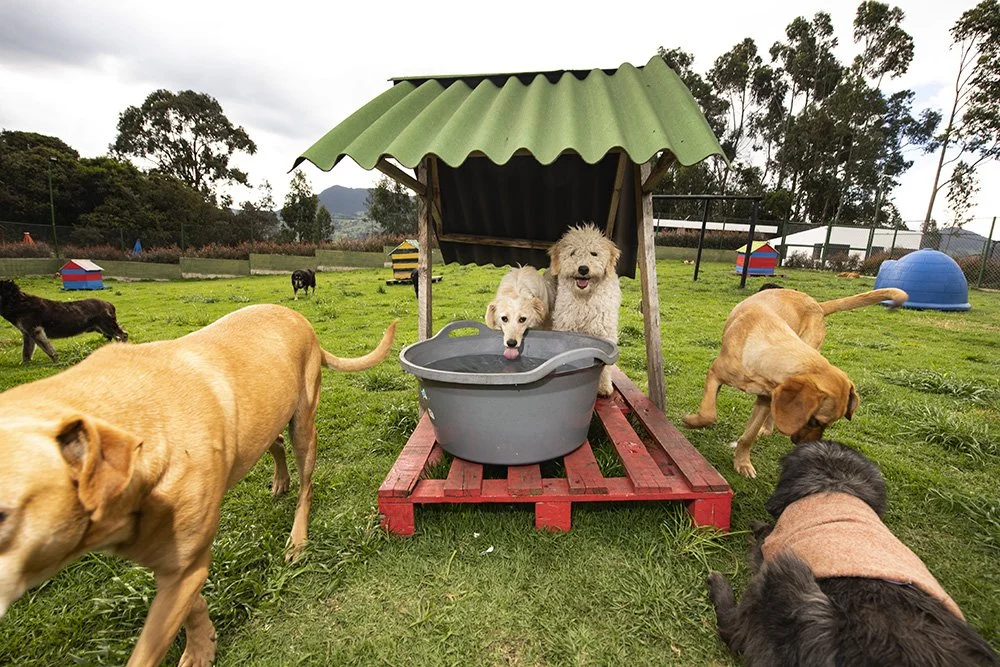 FUNDACION ANIMALOVE, COLOMBIA