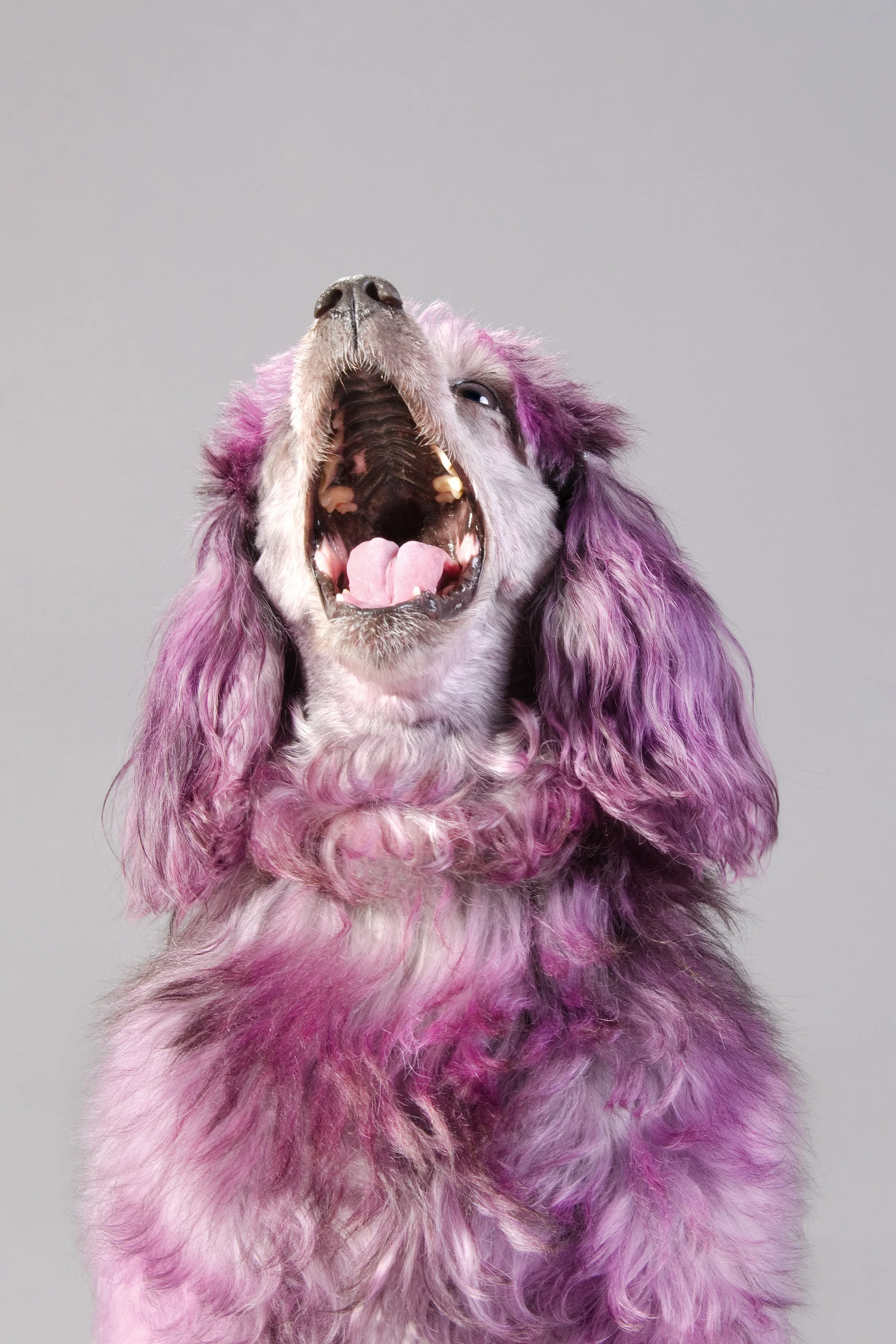 OPERA DOGS