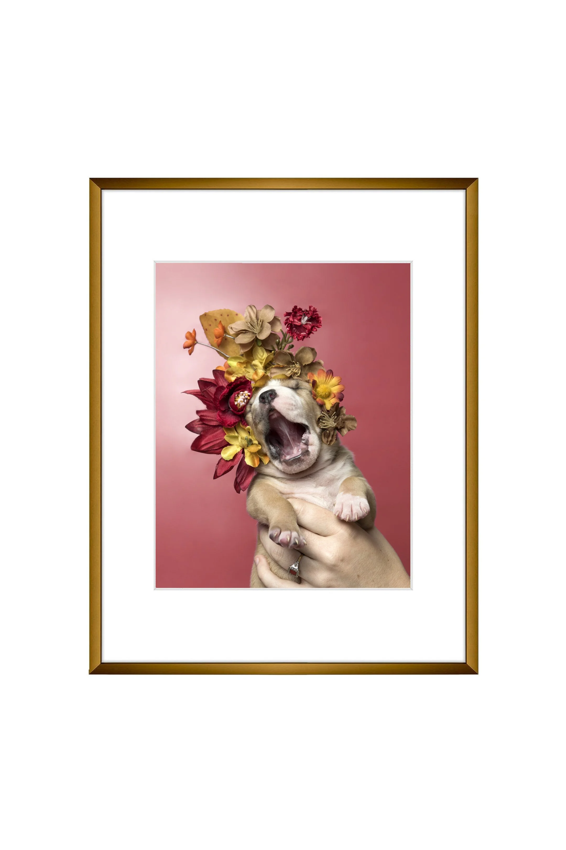 Photo print, 8x10, puppy yawning