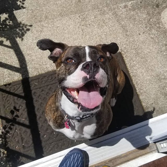 When you see a smile this bright, you can't help but smile back! Bodie is so happy and its infectious! 
#boxersofinstagram #boxerdog #happydog #smile #boxer #dogsofinstagram #dog #dogwalker #columbus