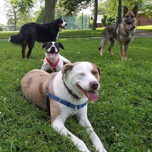 Hangin at the park with some buddies on a nice summer day,  what could be better?! #catahoula #catahoulaleoparddog #germanshepherd #bernesemountaindog #dogs #happydogs #hotdogs #summer #outdoors #exercise #dogwalker #columbus #614 #park