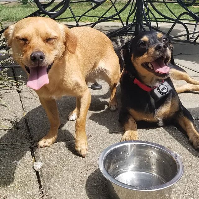 Lucky and Penny are a happy pair of pups!! They had fun soaking up the sun today, gotta love those smiles! 
#happydogs #hotdogs #dogs #dogwalker #dogsofcolumbus #dogsofinstagram #instadog #smile