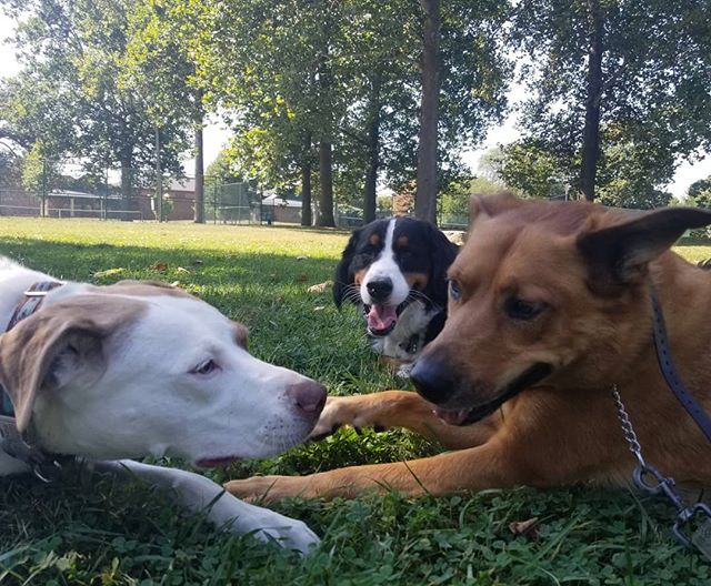 My dog Piper often gets to join me on walks, she has made so many great friends!  We both love my job, we are lucky we get to spend our time getting exercise and hanging with all these adorable pups!!
#friends #dogfriends #dogs #dogsofcolumbus #dogst