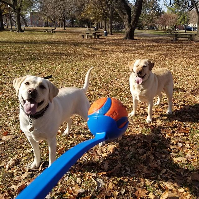 Anyone else want to get in on this game of fetch?? Good luck keeping up with Hope and Wrigley! 
#labradorretriever #lab #labsofinstagram #yellowlab #labs #retriever #fetch #dogsofcolumbus #dogsofinstagram #dogwalker #dogwalking #61fur #park #outdoors