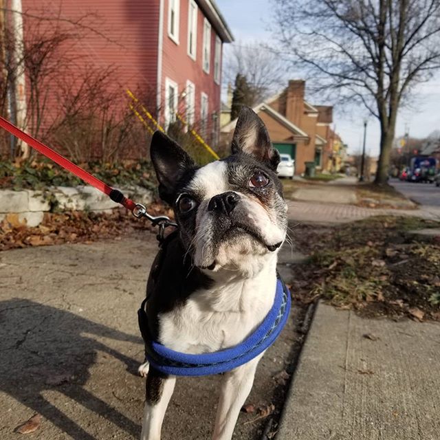 &quot;Did you say treat just now?!&quot; Eleanor was so ready for her post walk snack! #bostonterrier #bostonterriers #terrier #terriersofinstagram #cute #dog #dogs_of_instagram #dogstagram #dogwalker #columbus
