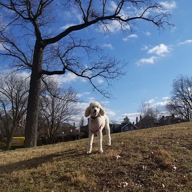 A shining poodle on a hill.. with the eyes of all people upon her.. cuz who doesnt love a standard poodle? Especially one as cute as Draper! #poodle #standardpoodle #poodlelove #poodlesofinstagram #dogs_of_instagram #dogs #dogstagram #america