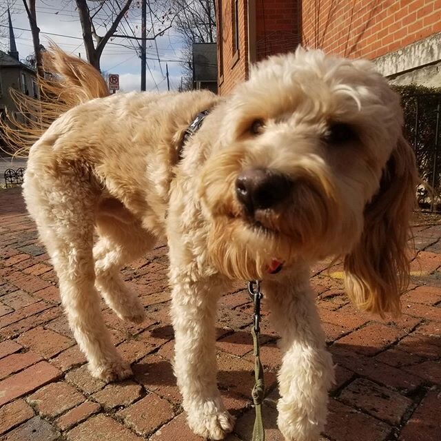 Sure is cold outside , but it's not so bad if you have a furry friend like Lincoln to cuddle up with! 
#goldendoodle #doodle #doodles #doodlesofinstagram #cuddly #teddybear #dog #dogwalker #cold #ohio #columbus
