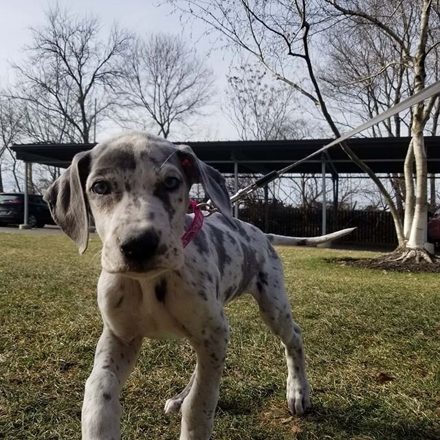 Posting puppy pictures for posterity! My new friend Tinkerbell is a great dane puppy, only a few months old! It's going to be so much fun watching her grow up!  Her head is at my knee now, but she wont be this tiny for long. I can post more pics in a