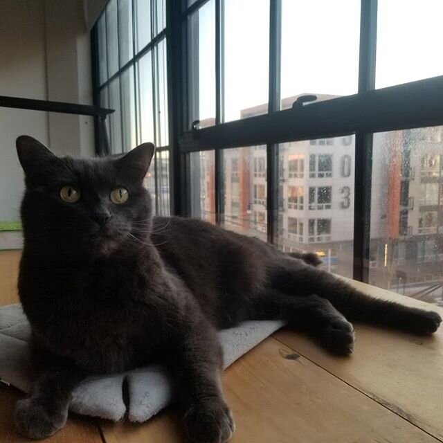 Elwood has a good spot to hang , he's keeping an eye on things downtown! 
#cat #columbus #bluesbrothers #catsofcolumbus #citycat #citykitty #russianblue #catsitter #cats #catsofinstagram #catsitter #catman