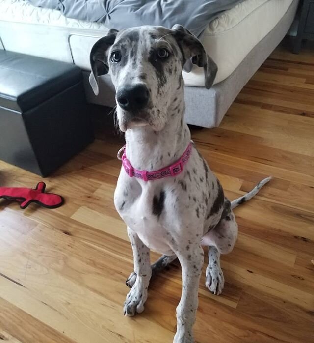An update on the growing girl Tinkerbell the great Dane! She has gotten so much bigger over the last month!! I havent been able to see her as much lately,  she is looking so adult and grown up!  Still sweet as can be with plenty of puppy energy!  #gr