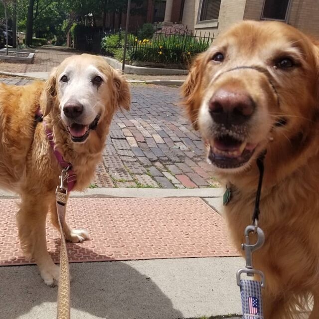Gotta love hanging with these sweet Golden Retrievers! All smiles all the time , Harry and Ellie love their walks! #goldenretriever #golden #goldenretrieversofinstagram #dogsofinstagram #dogstagram #happydogs #dogwalker #localbusiness #columbus #dogs