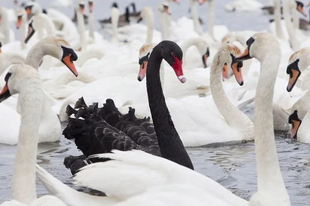 Is employment the next black swan?